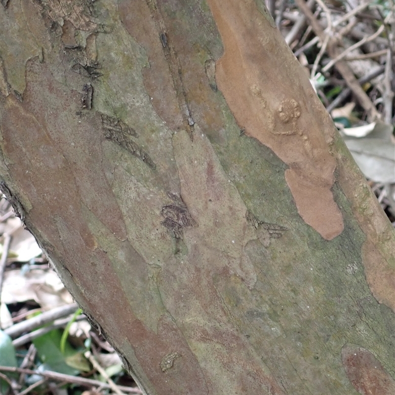 Gossia acmenoides