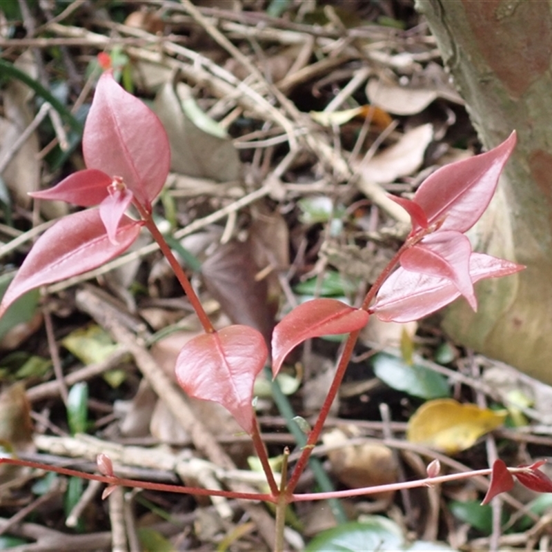 Gossia acmenoides