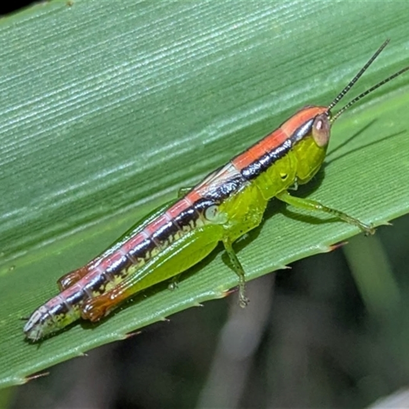 Oxya japonica
