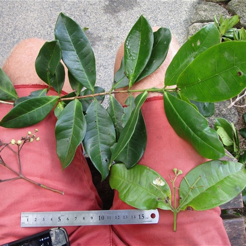 Backhousia bancroftii