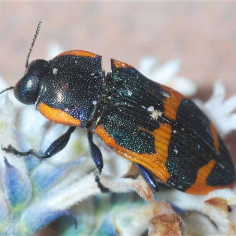 Castiarina subgrata