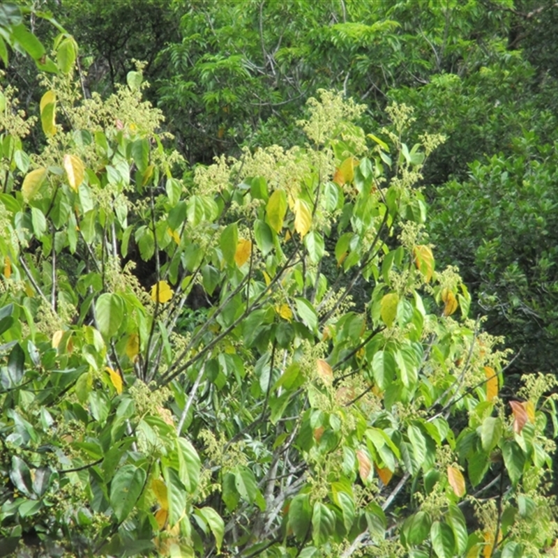 Franciscodendron laurifolium