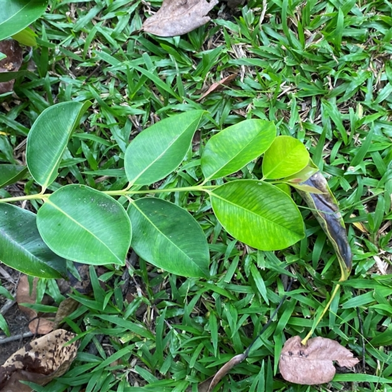 Syzygium angophoroides