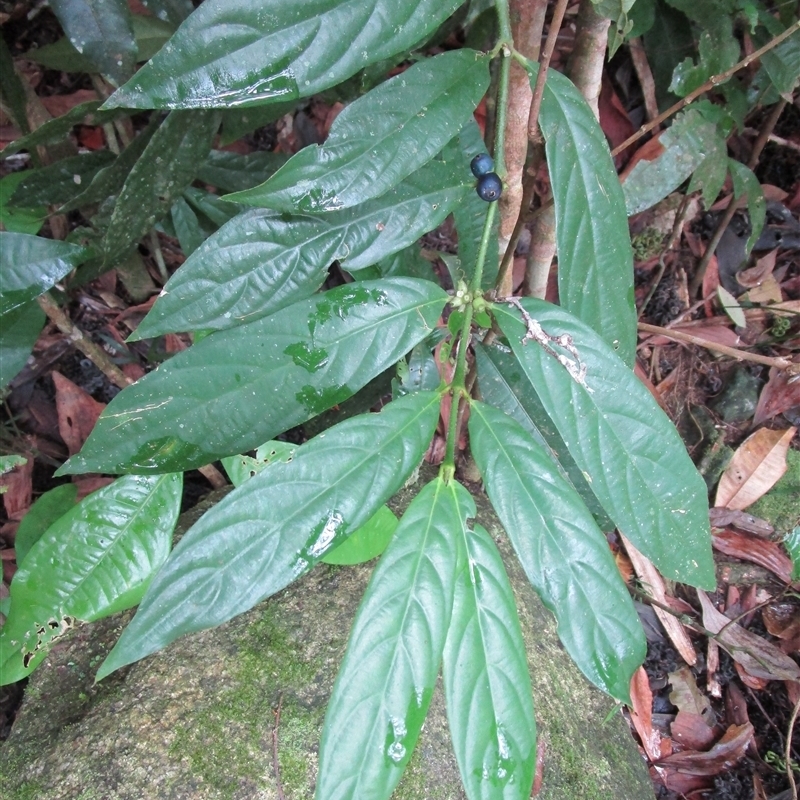 Lasianthus chlorocarpus