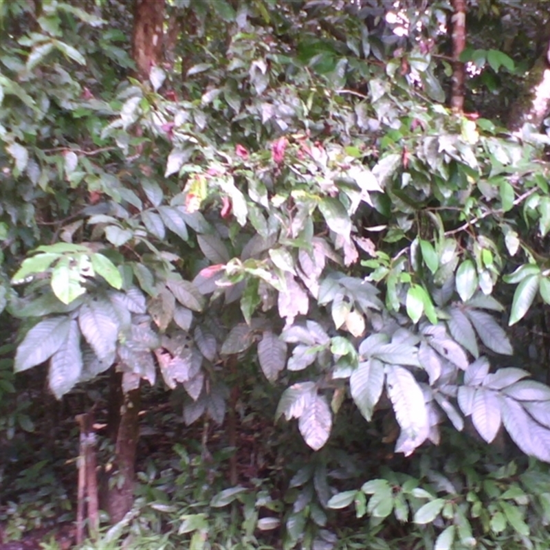 Inga edulis