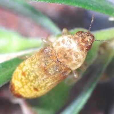 Castiarina testacea