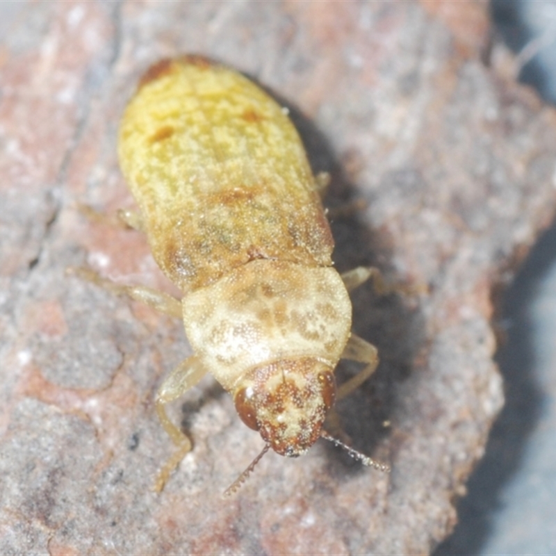 Castiarina testacea