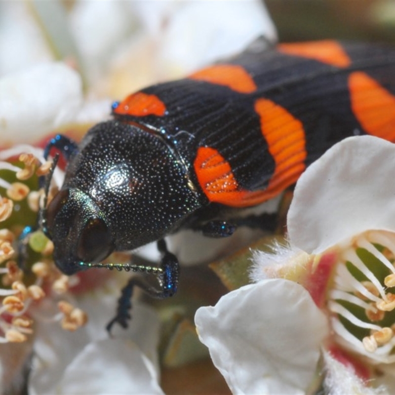 Castiarina thomsoni