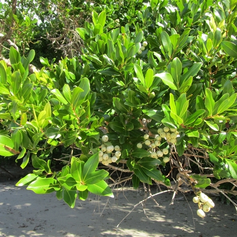 Syzygium hemilamprum subsp. hemilamprum