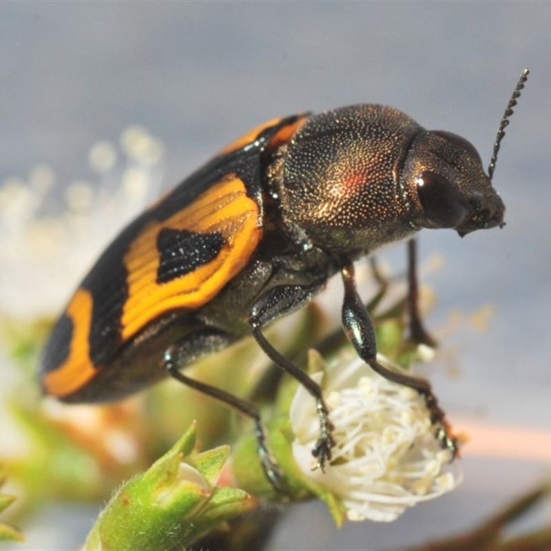 Castiarina undulata