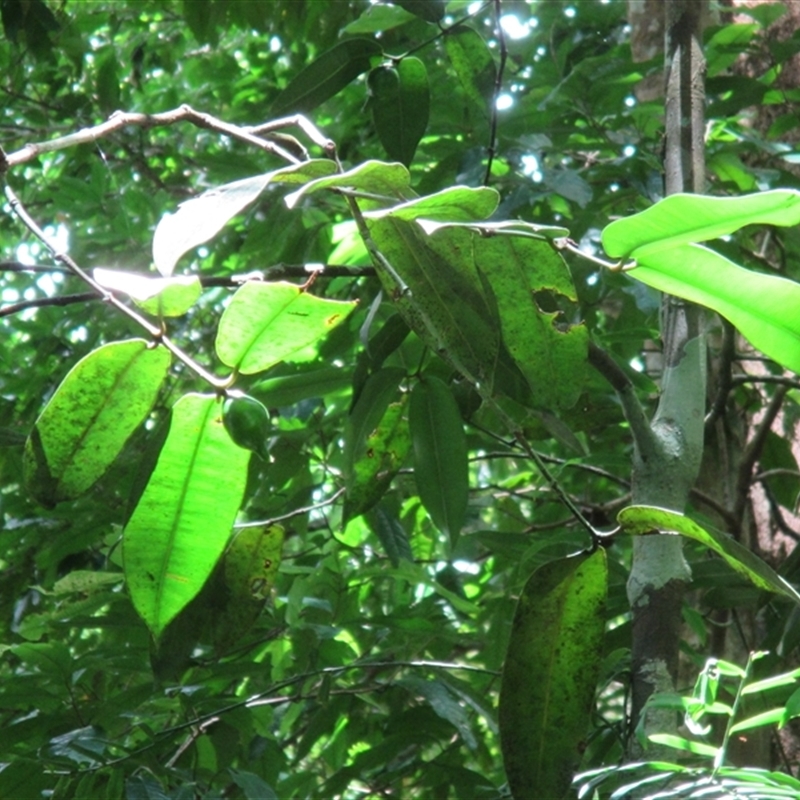 Garcinia russellii W.E.Cooper