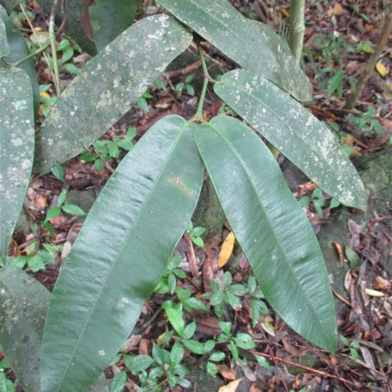 Garcinia russellii W.E.Cooper