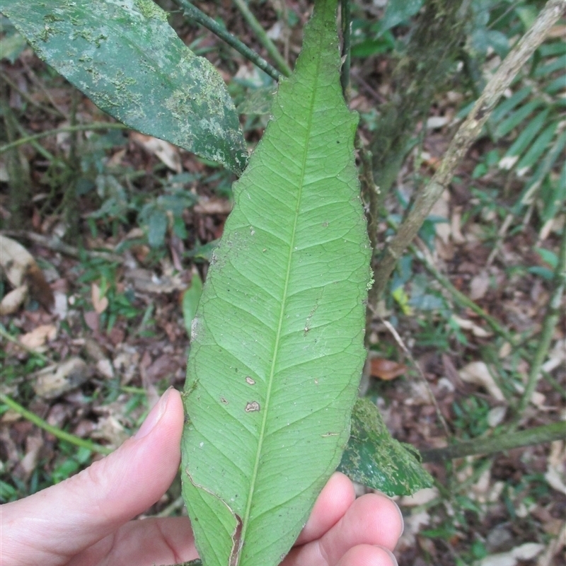 Citrus inodora F.M.Bailey