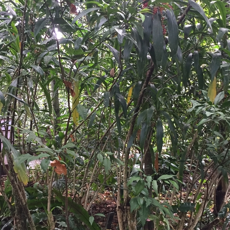 Citrus inodora F.M.Bailey