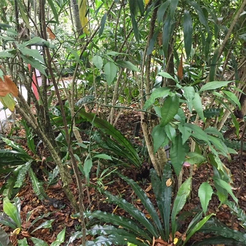 Citrus inodora F.M.Bailey