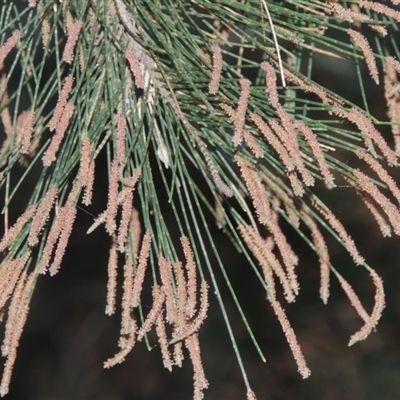 Casuarina cunninghamiana subsp. cunninghamiana