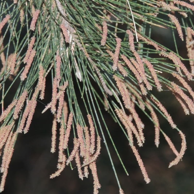 Casuarina cunninghamiana subsp. cunninghamiana