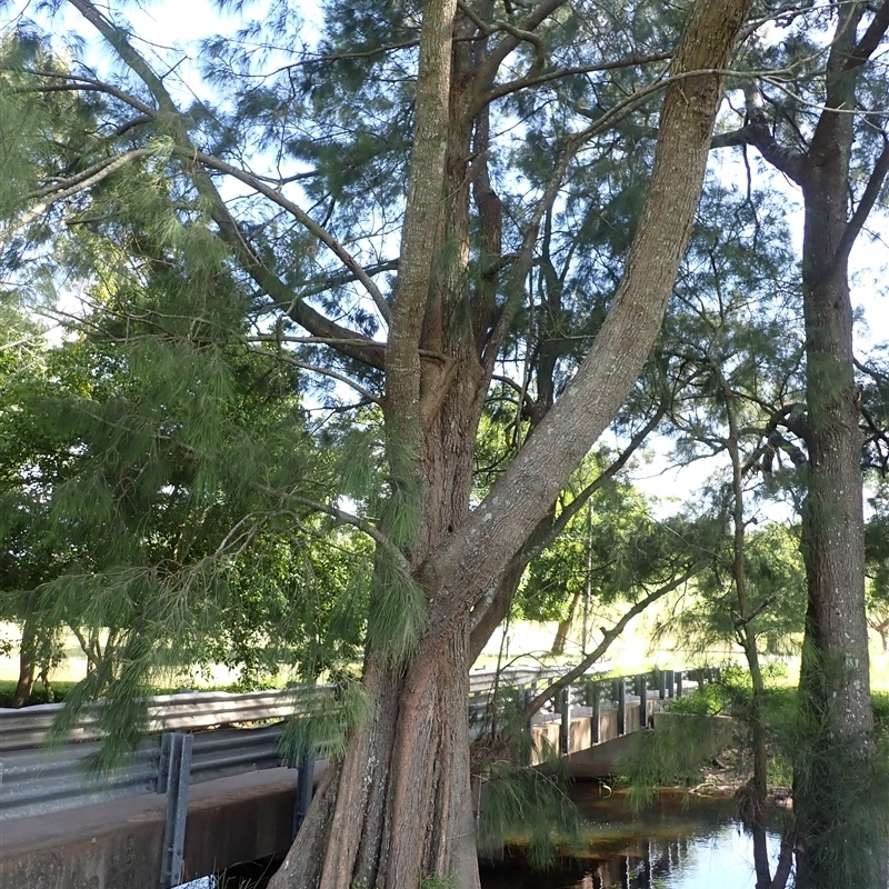 Casuarina cunninghamiana subsp. cunninghamiana