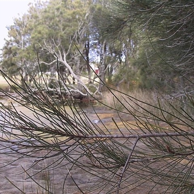 Casuarina glauca