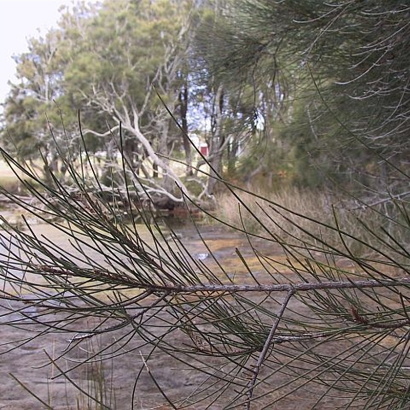 Casuarina glauca