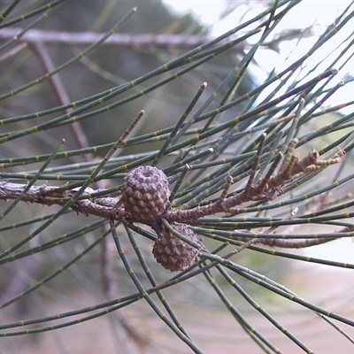 Casuarina glauca