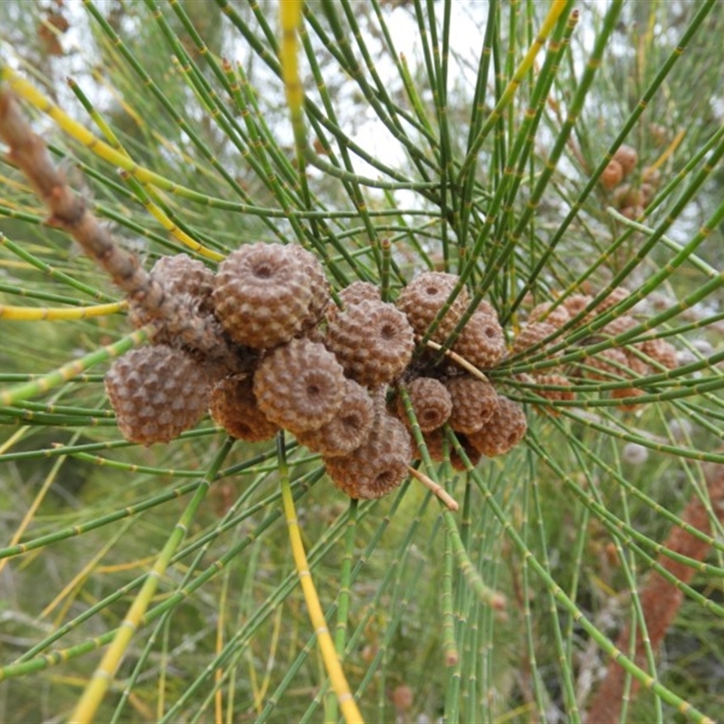 Casuarina glauca