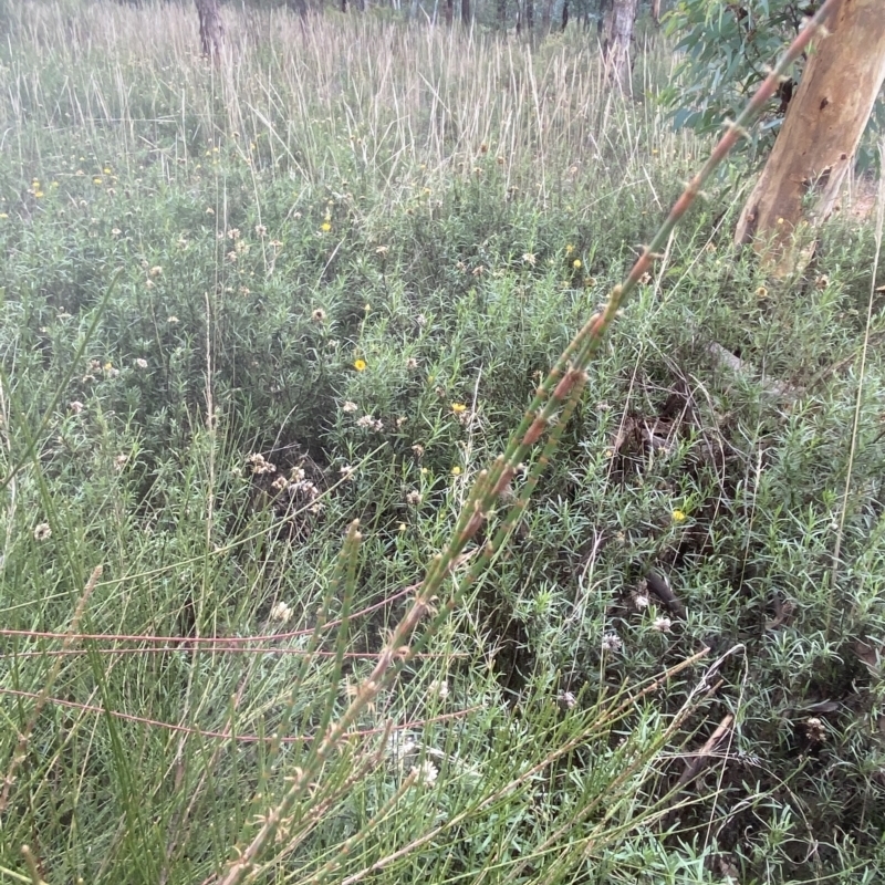 Casuarina/Allocasuarina sp.