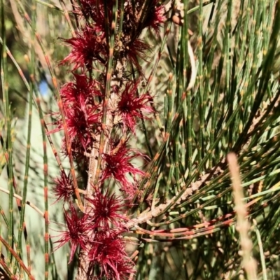 Casuarina/Allocasuarina sp.