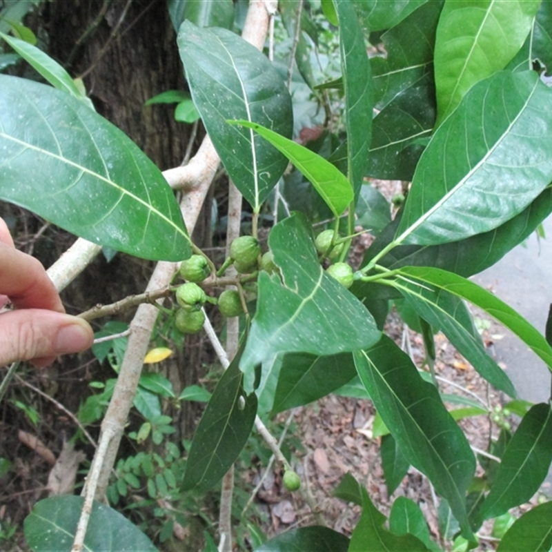 Ficus septica