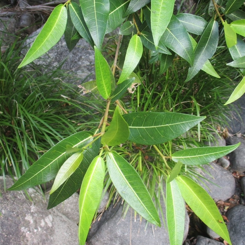 Ficus adenosperma