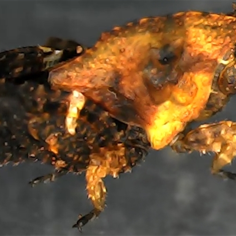 Paraselina brunneri