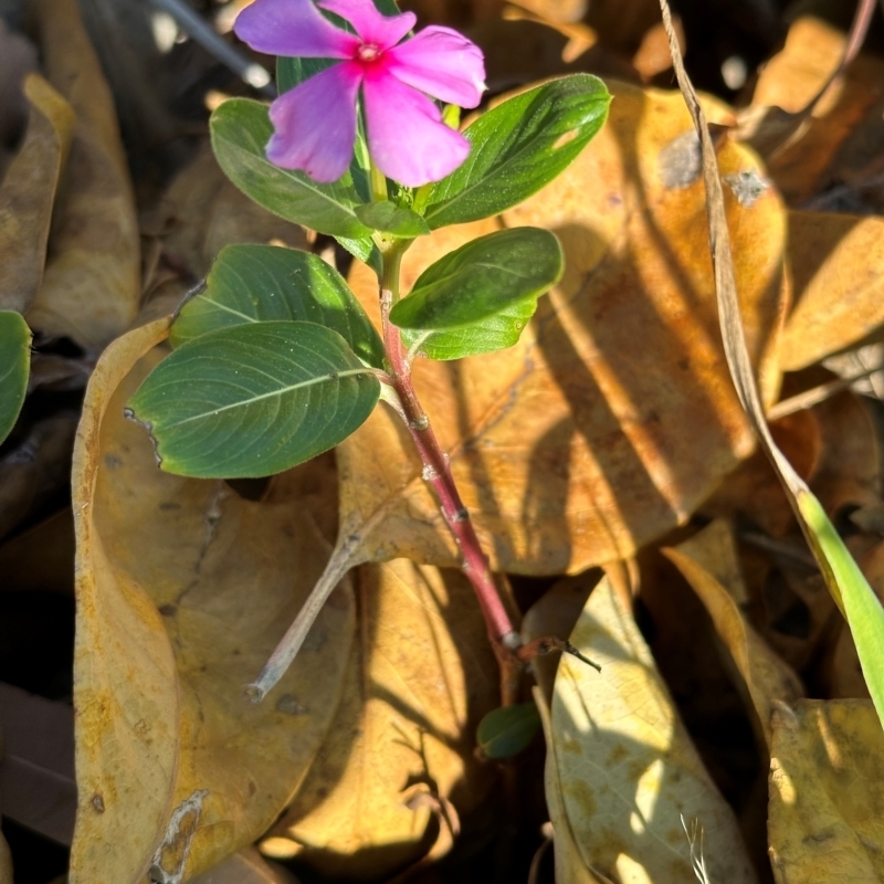 Catharanthus roseus