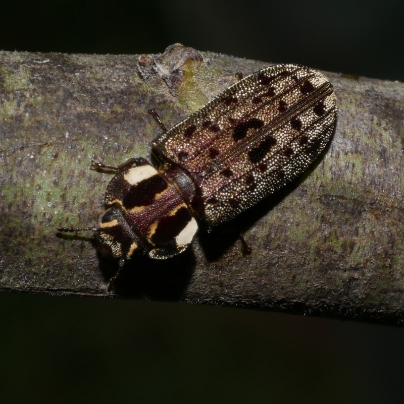 Leperina decorata