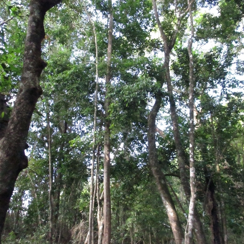 Syzygium claviflorum