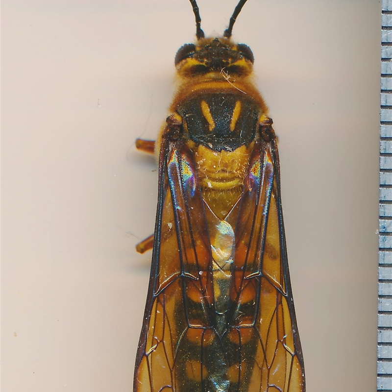 Catocheilus annulatus