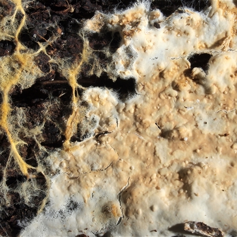 Phanerochaete burtii