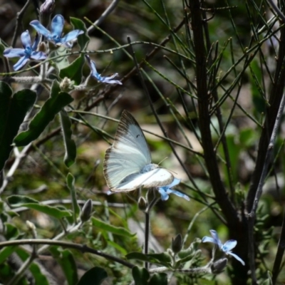 Catopsilia pyranthe