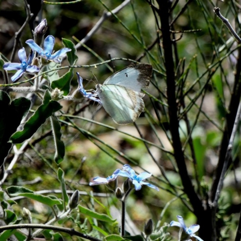 Catopsilia pyranthe