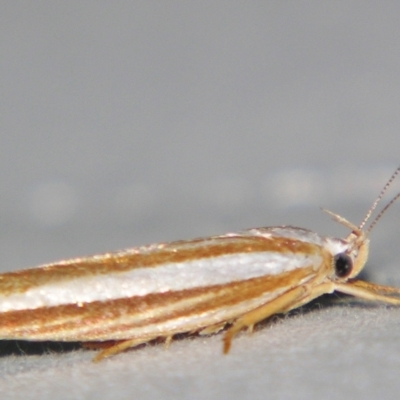 Catoryctis subparallela