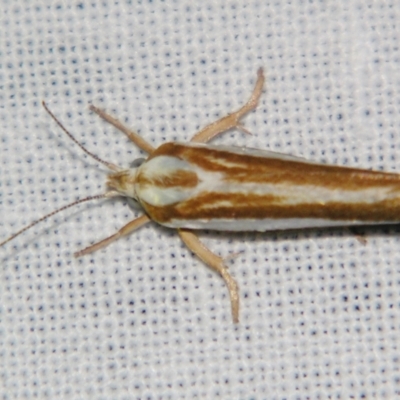 Catoryctis subparallela