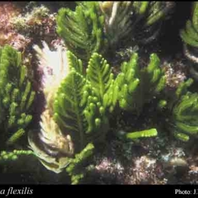 Caulerpa flexilis