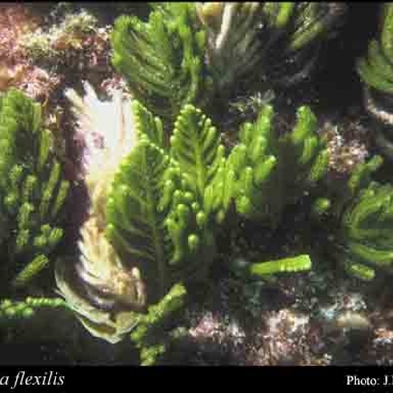 Caulerpa flexilis