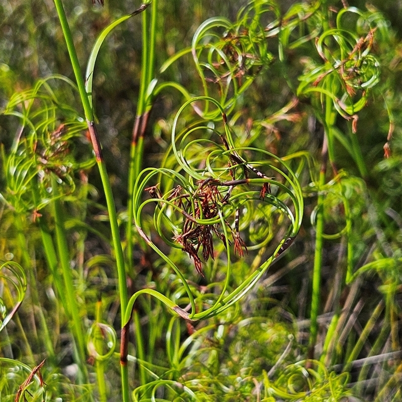 Caustis flexuosa