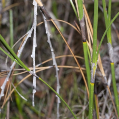 Caustis pentandra