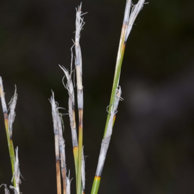 Caustis pentandra