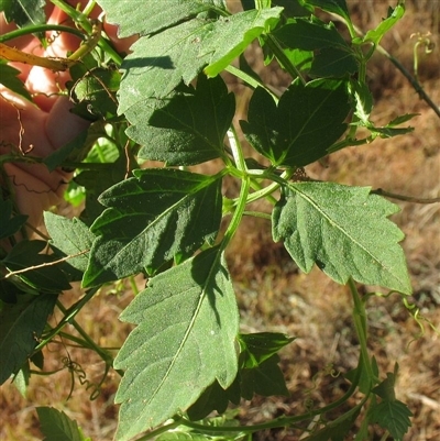 Cayratia clematidea