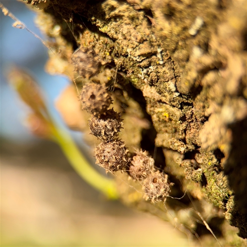 Celaenia calotoides