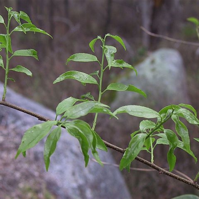 Celastrus australis