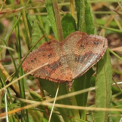 Acodia undescribed species