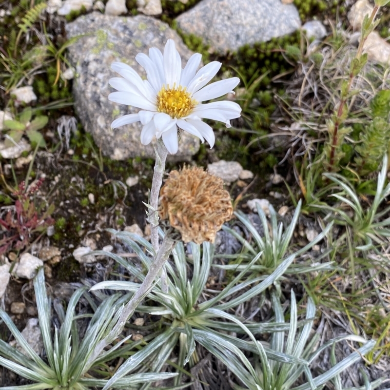 Celmisia costiniana